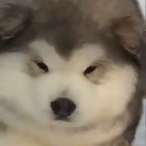 Meet your Posher, Darrington